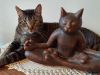 Tabby cat lounging beside a cat-shaped sculpture