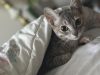 Gray kitten peeking out from beneath a floral comforter