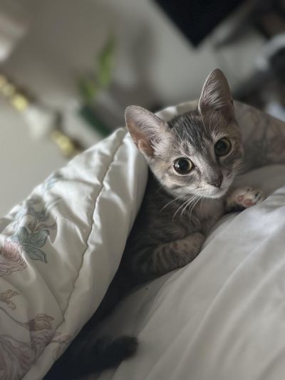 Gray kitten peeking out from beneath a floral comforter