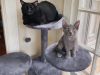 Black adult cat and gray kitten sitting on a gray cat tree by a window
