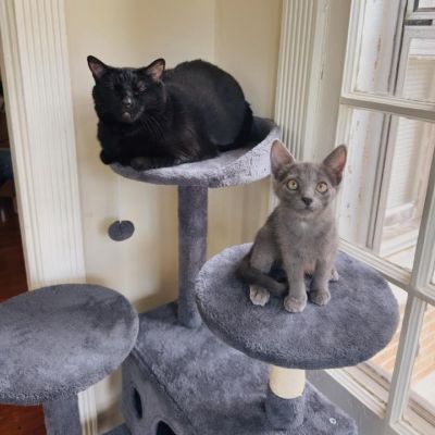 Black adult cat and gray kitten sitting on a gray cat tree by a window