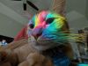Orange cat with rainbow light across its face