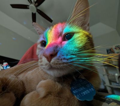 Orange cat with rainbow light across its face