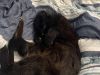 Black cat curled up on a blue-and-white comforter
