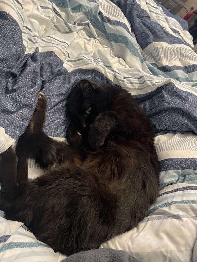 Black cat curled up on a blue-and-white comforter