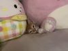 Orange kitten peeking out between pink plush toys