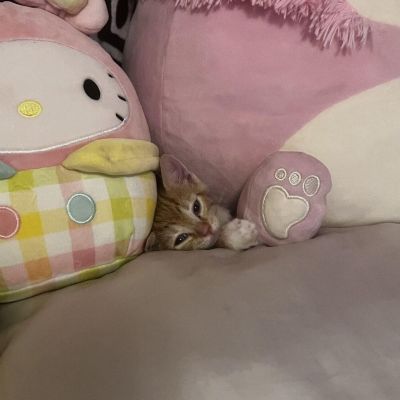Orange kitten peeking out between pink plush toys