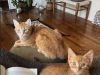 Two orange cats lounging in a sunlit apartment near houseplants and an open book