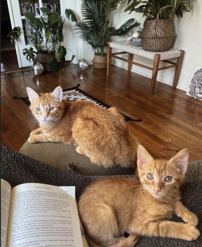 Two orange cats lounging in a sunlit apartment near houseplants and an open book