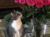 Tabby-and-white cat sniffing a bouquet of bright pink roses