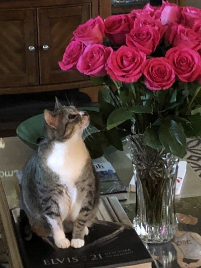 Tabby-and-white cat sniffing a bouquet of bright pink roses