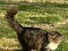 Long-haired tabby-and-white cat walking through sunlit grass