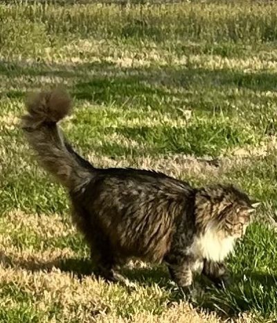 Long-haired tabby-and-white cat walking through sunlit grass