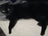 Black cat stretched across a light gray chair