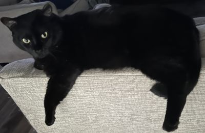 Black cat stretched across a light gray chair