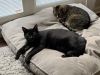 Black cat and tabby cat resting on large floor cushions near a window