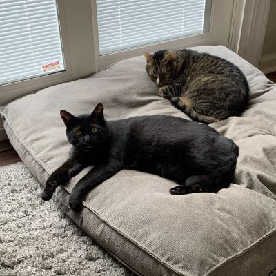 Black cat and tabby cat resting on large floor cushions near a window