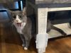 Gray-and-white cat standing beside a table with its mouth open