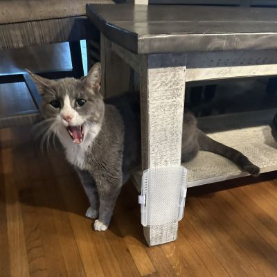 Gray-and-white cat standing beside a table with its mouth open