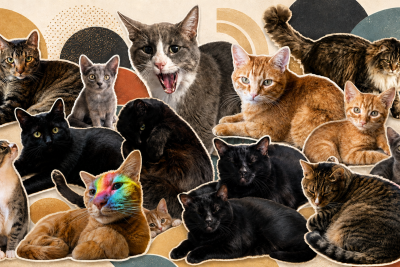 Collage of 15 resident and MRG team cats arranged against a colorful abstract background.