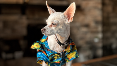 Small white dog wearing a tropical shirt for a belated International Dog Day celebration.