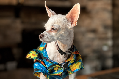 Small white dog wearing a tropical shirt for a belated International Dog Day celebration.