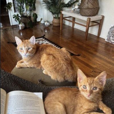 Two orange tabby cats relaxing on a blanket indoors next to an open book, highlighting pet-friendly apartment living