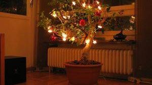 Bonsaitree