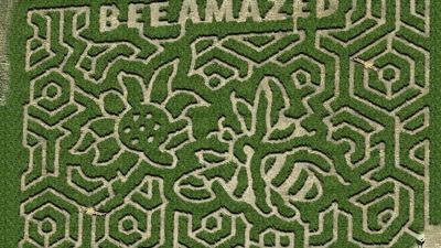 Maze