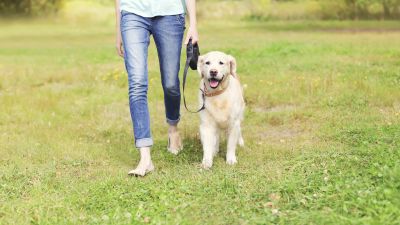 Dog walking purchased 1