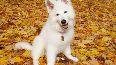 Fall Pets