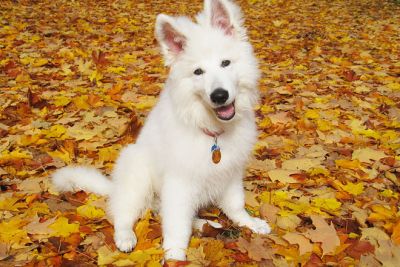 Fall Pets