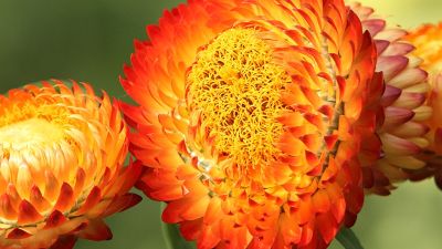 Dahlias