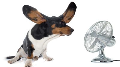 Fan purchased