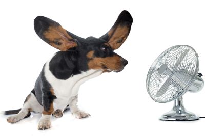 Fan purchased