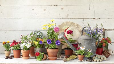 Container garden 2