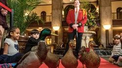 Peabodymemphis duck1