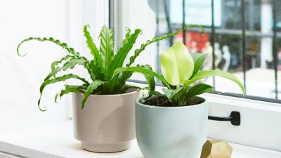 Plants