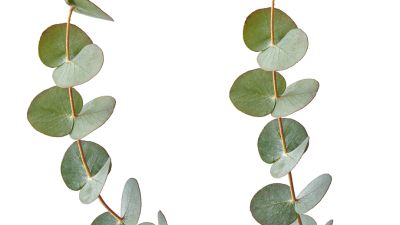 Eucalyptus