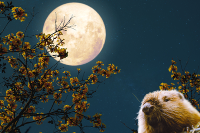 Full moon 1
