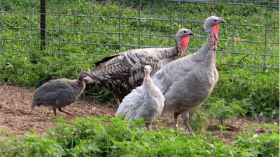 Turkey