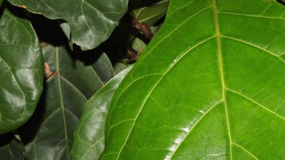 Fig tree