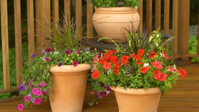 Container garden purchased 2016
