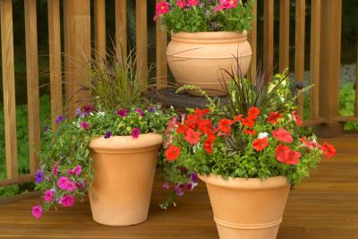 Container garden purchased 2016