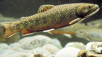 Trout