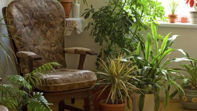 House plants purchased