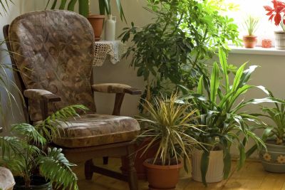 House plants purchased