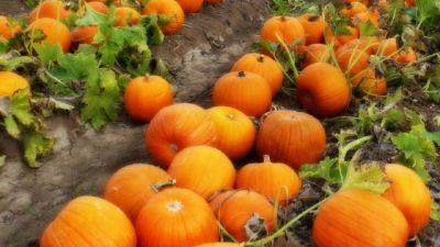 Pumpkin patch