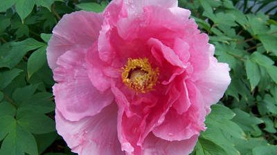 Peony2