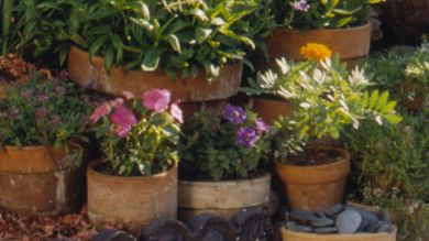Plants